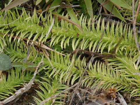 Image of Feather-Stem Club-Moss