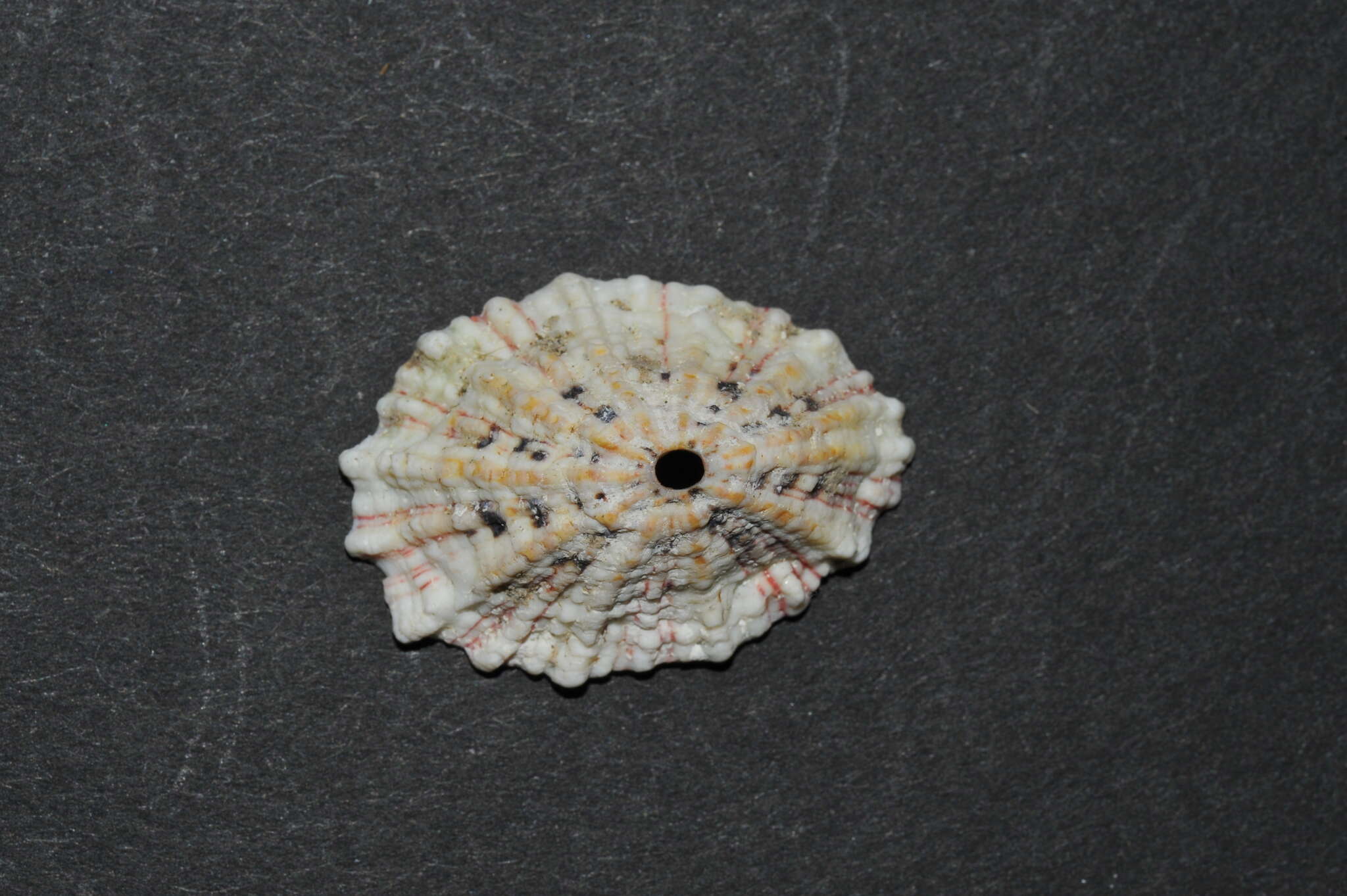 Image of Barbados key-hole limpet