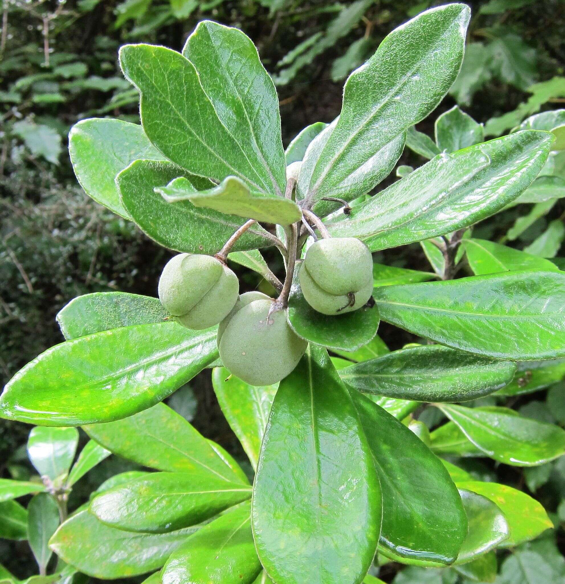 Image de Pittosporum crassifolium Banks & Sol. ex A. Cunningham