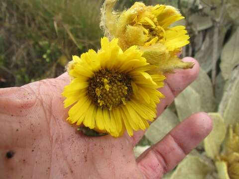 Image of Espeletia barclayana Cuatrec.