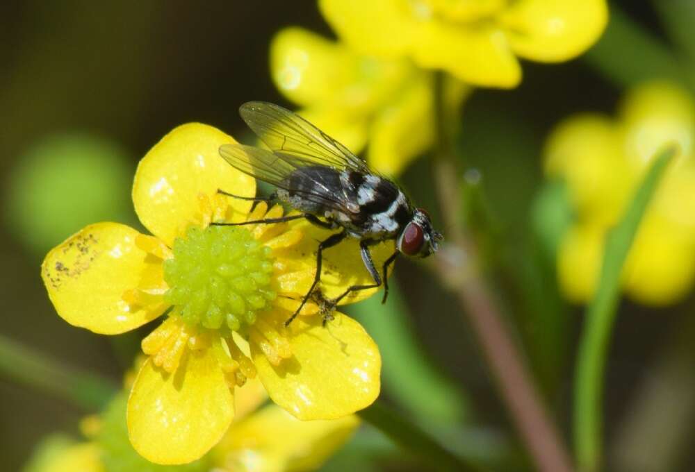 Imagem de Limnophora obsignata (Rondani 1866)