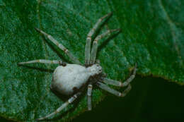 Image of Metallic Crab Spider