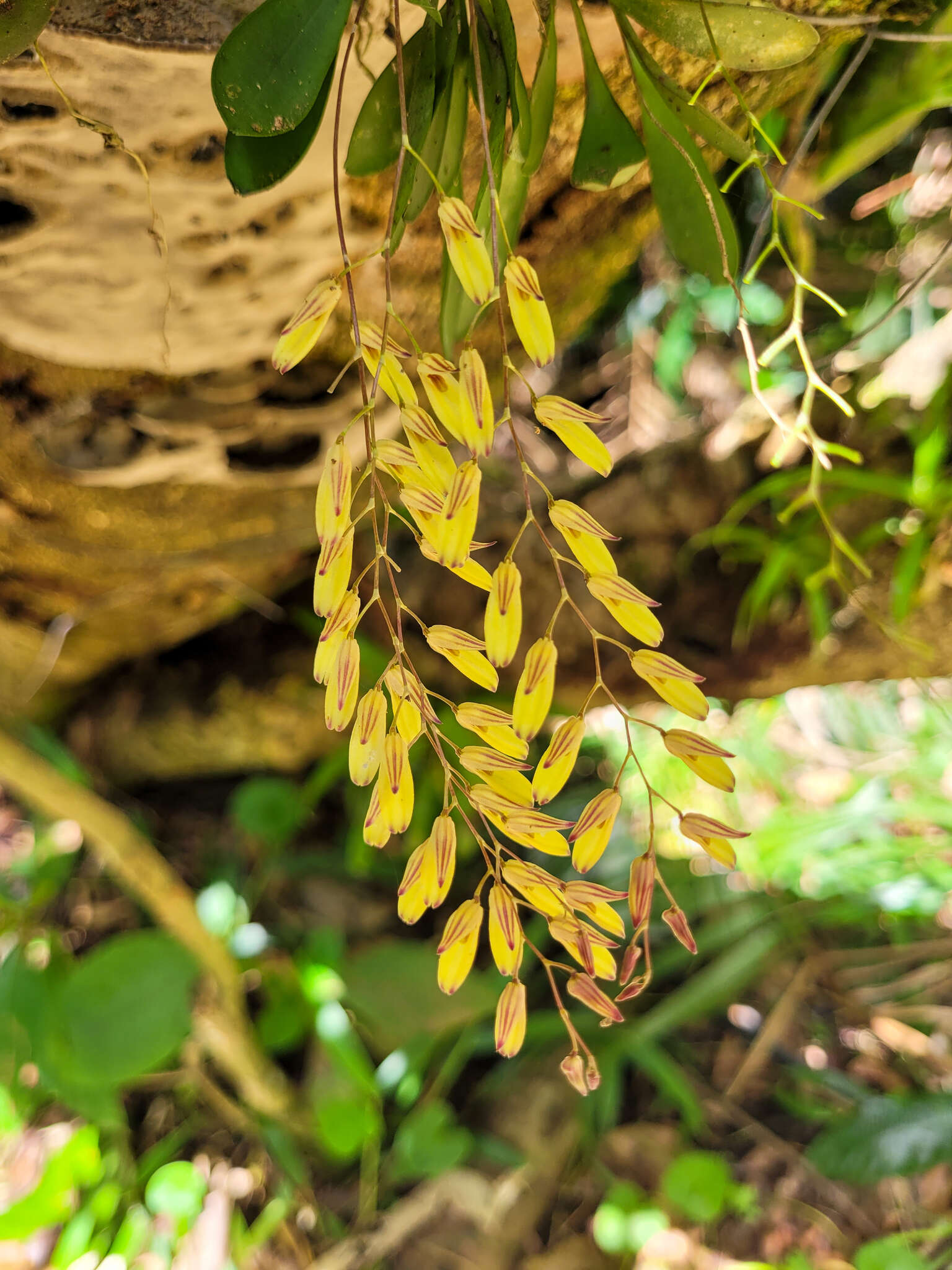 Image of Specklinia grobyi (Bateman ex Lindl.) F. Barros