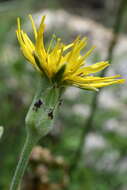 Image of Pseudopodospermum strictum (Hornem.) Zaika, Sukhor & N. Kilian