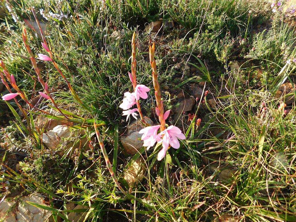 Imagem de Watsonia laccata (Jacq.) Ker Gawl.