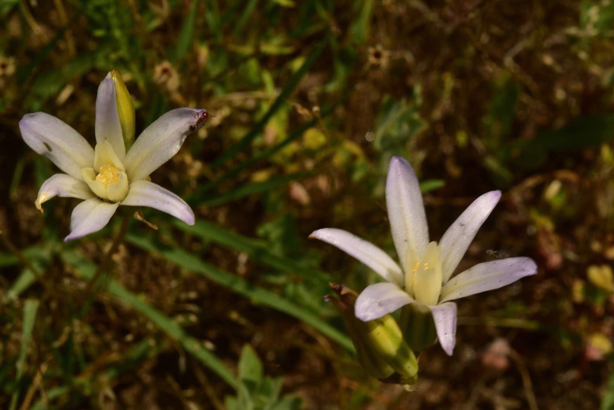 Sivun Brodiaea pallida Hoover kuva