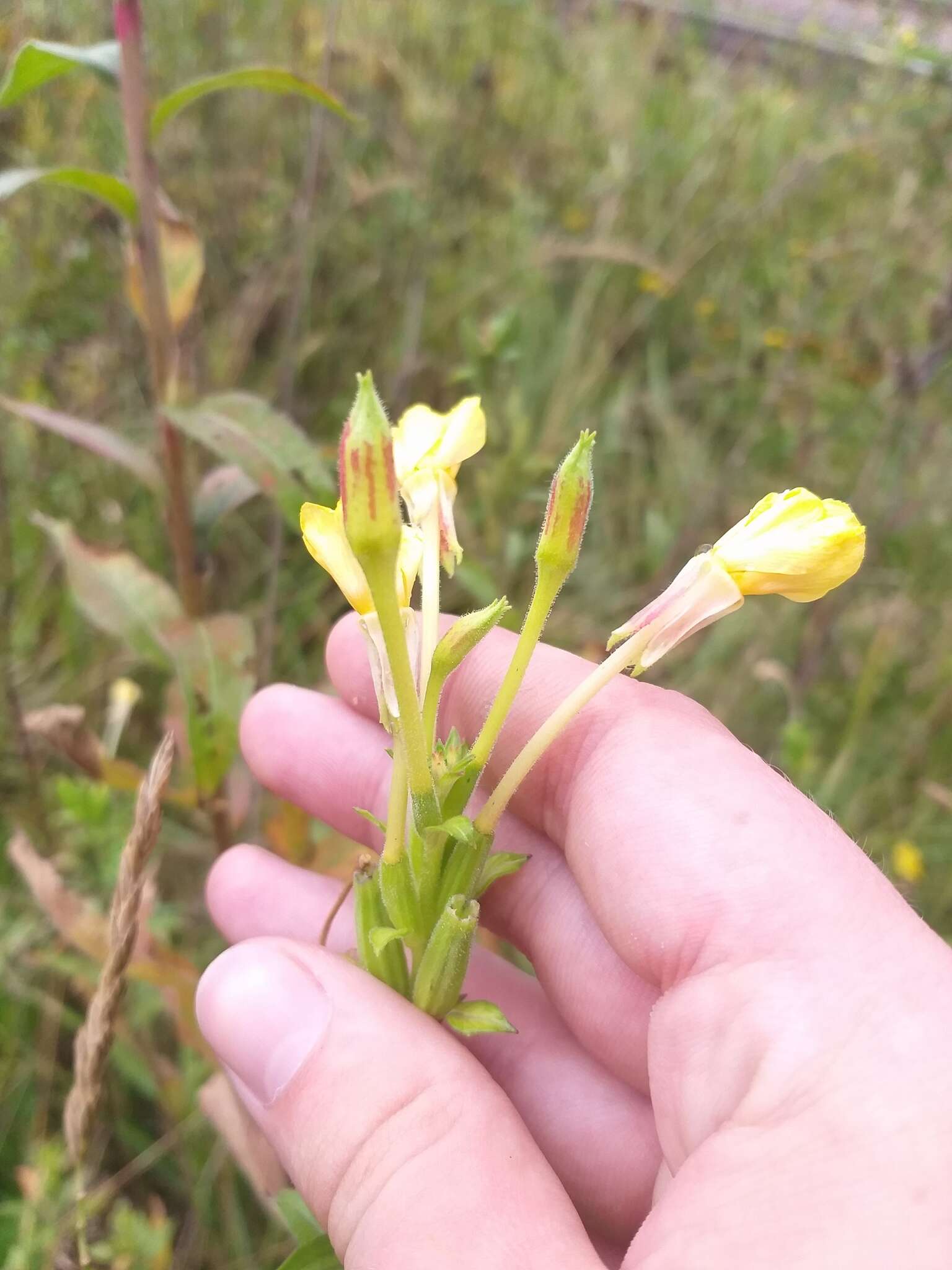 Image of Oenothera fallax Renner