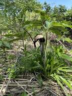 Image of Arisaema thunbergii subsp. urashima (H. Hara) H. Ohashi & J. Murata