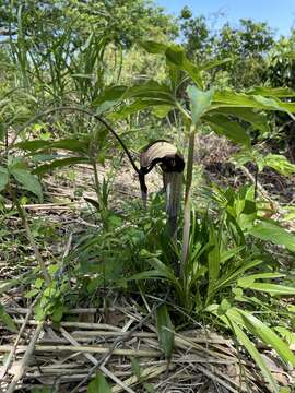 Arisaema thunbergii subsp. urashima (H. Hara) H. Ohashi & J. Murata的圖片