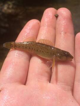 Sivun Etheostoma chlorobranchium Zorach 1972 kuva