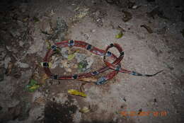 Image of West Mexican Coral Snake