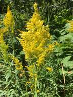 Image of rough Canada goldenrod