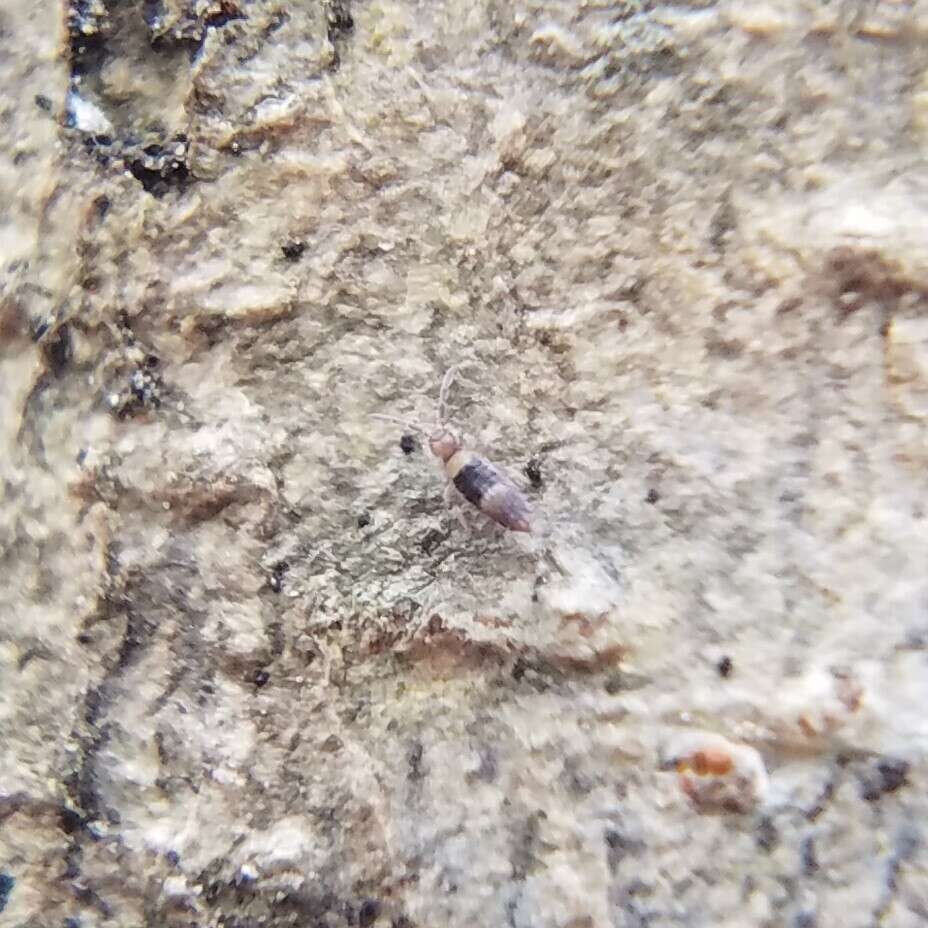 Image of Springtail