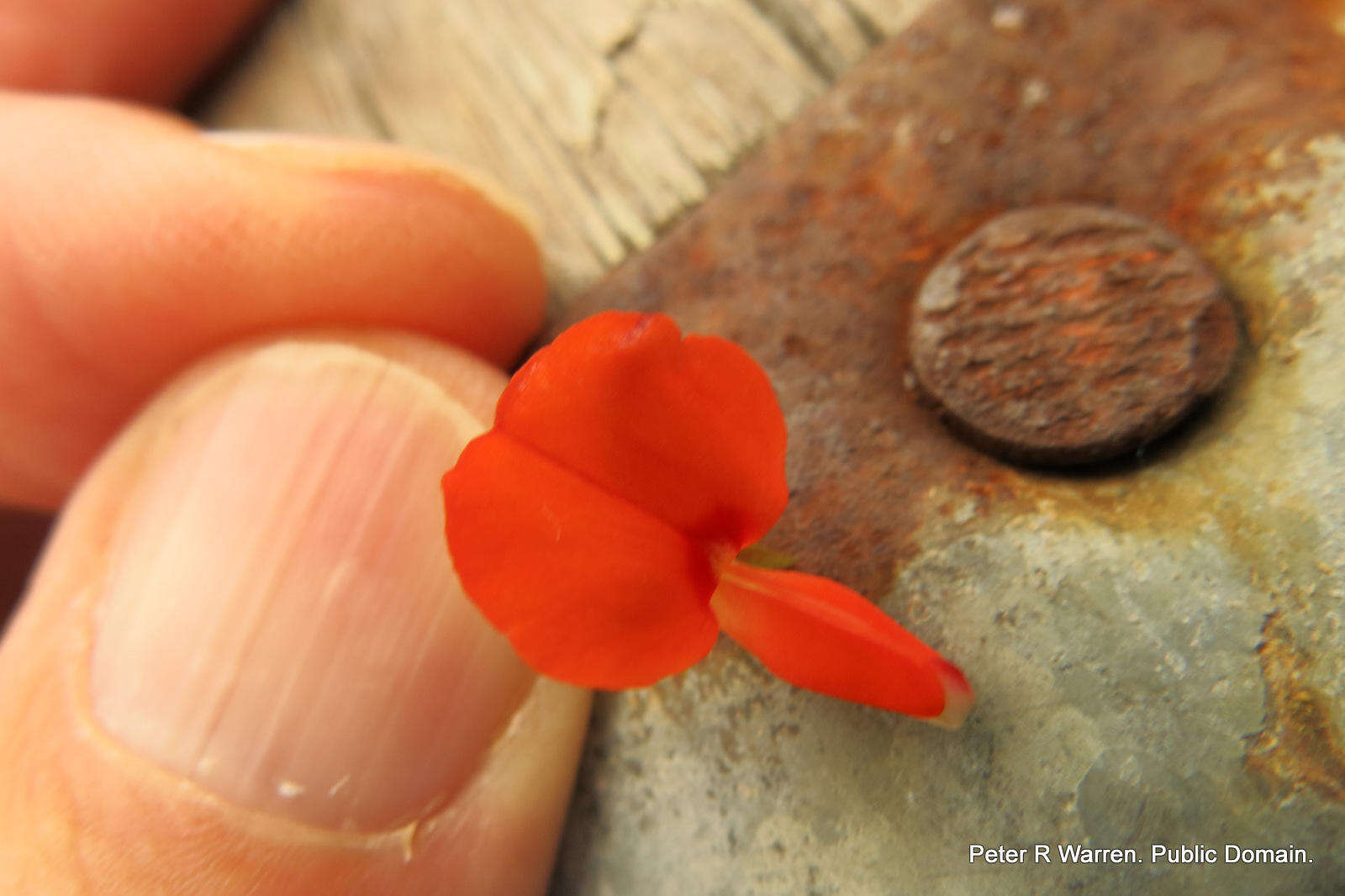 Hylodesmum repandum (Vahl) H. Ohashi & R. R. Mill的圖片