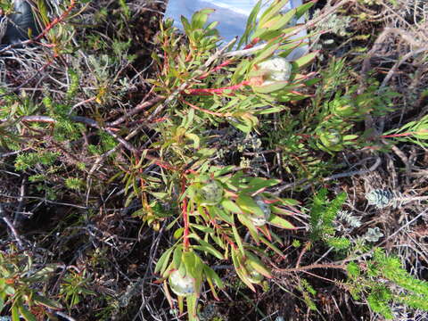 Image of Leucadendron modestum I. Williams