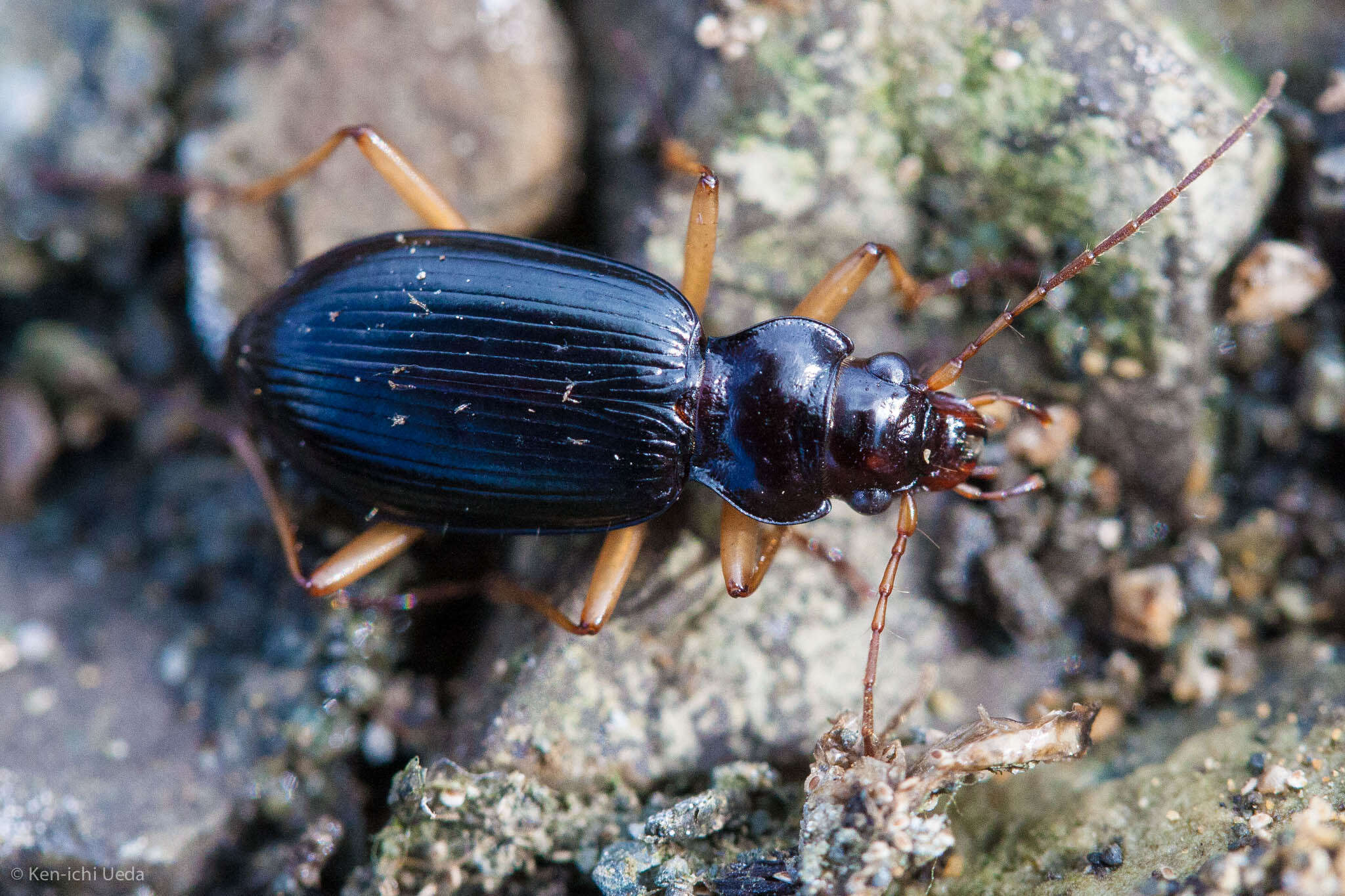 Image of Nebria (Reductonebria) eschscholtzii Ménétriés 1843