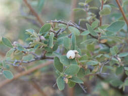 Image of creeping snowberry