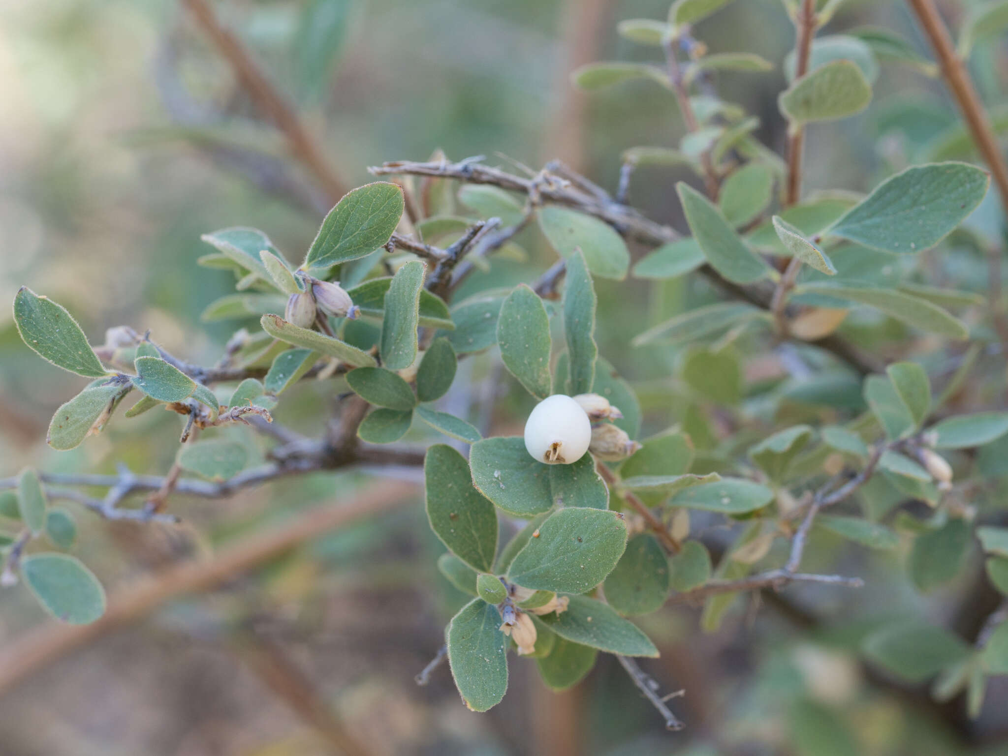 Image of creeping snowberry