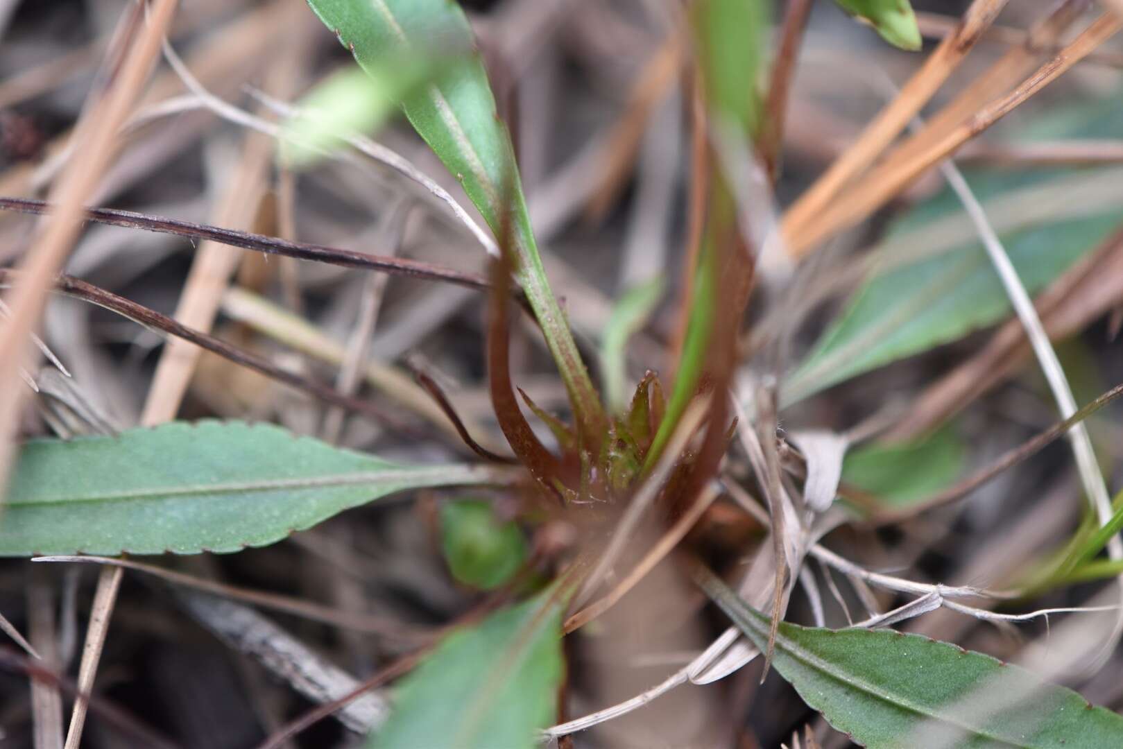 Image of bog white violet