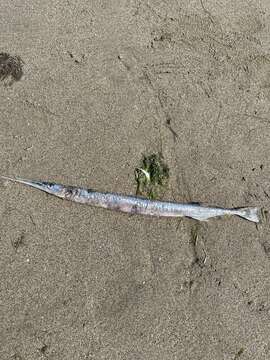 Image of Shoulderspot needlefish