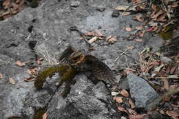 Image of Buff-collared Nightjar