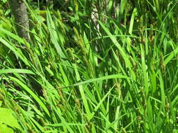 Image of Short's Sedge