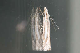 Image of Whitmer's Sod Webworm Moth