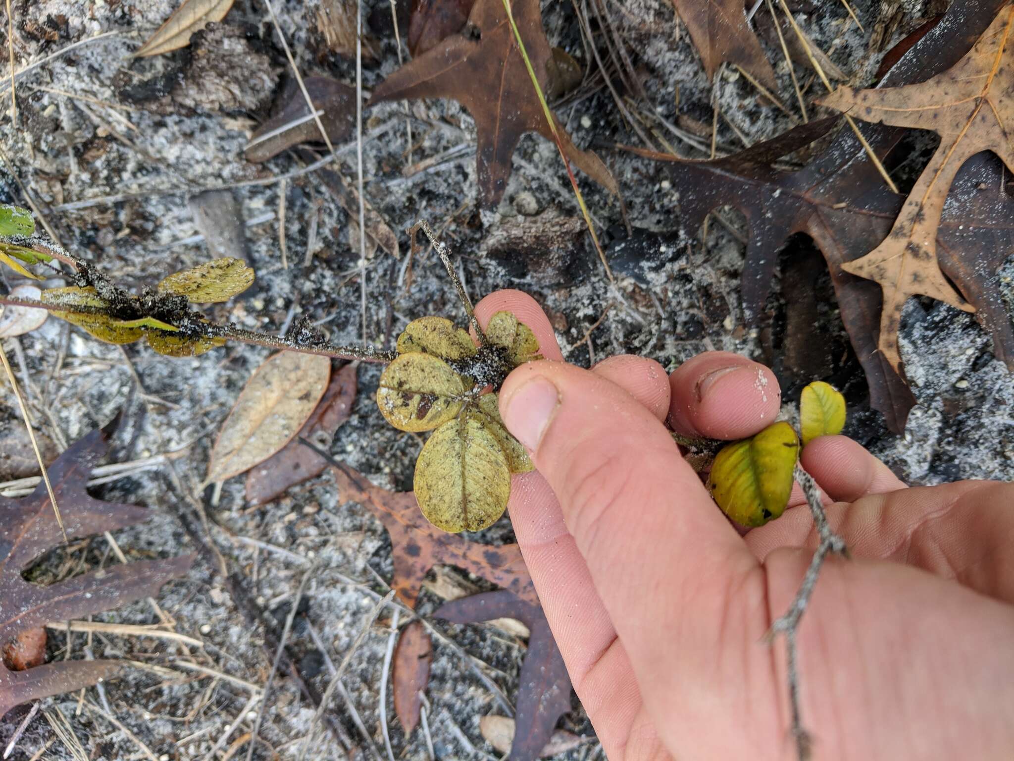 Image of scurf hoarypea