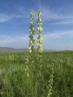 Слика од Aconitum barbatum Pers.