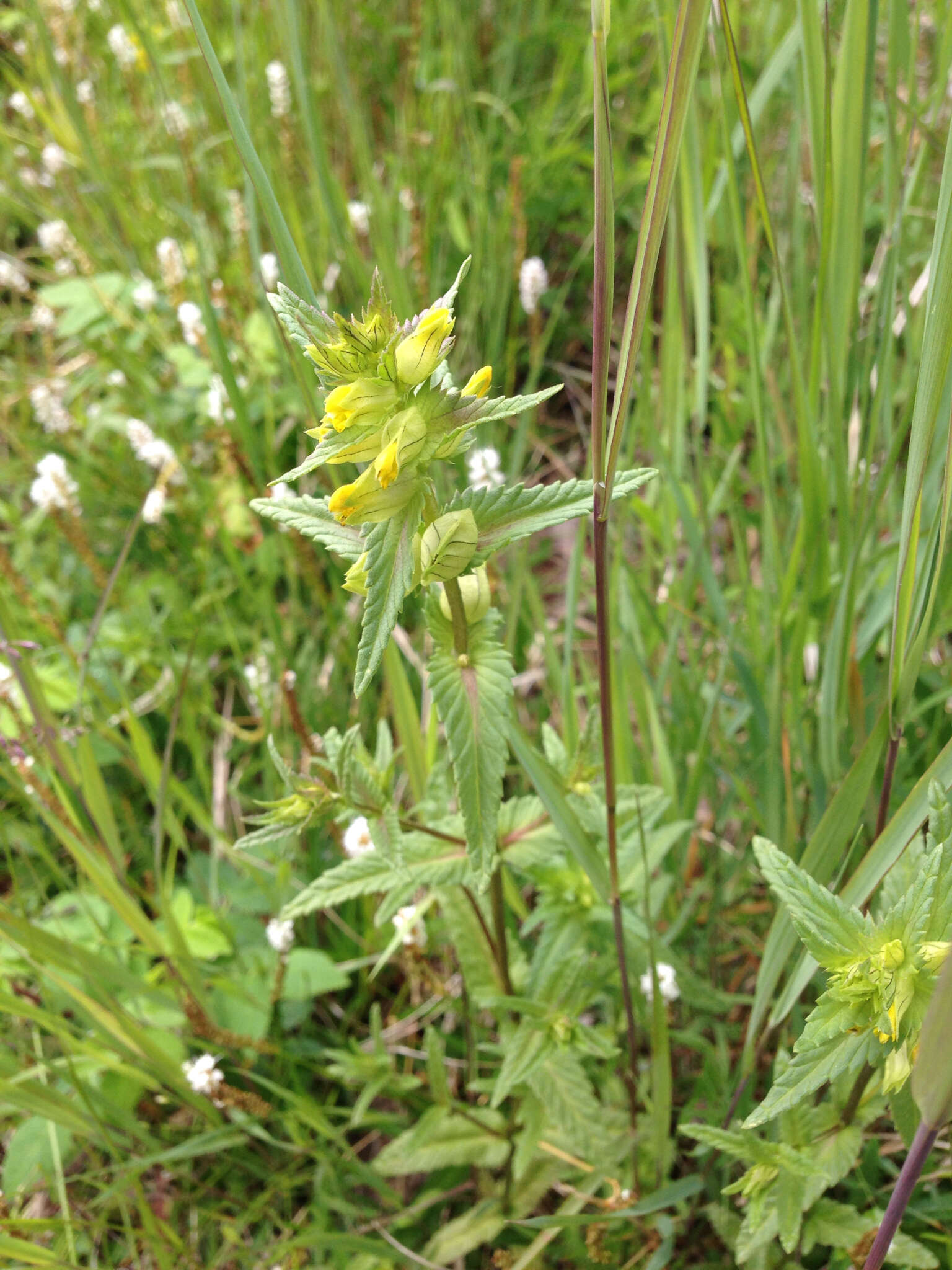 Plancia ëd Rhinanthus minor L.