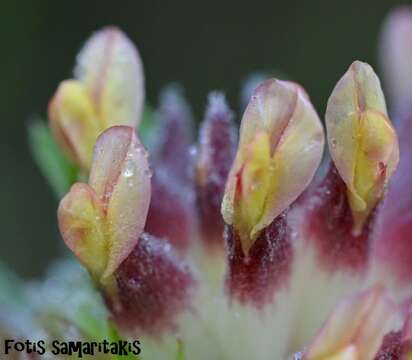 Image of Anthyllis vulneraria subsp. rubriflora (DC.) Arcang.