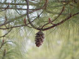 Image of Thin-leaf Pine