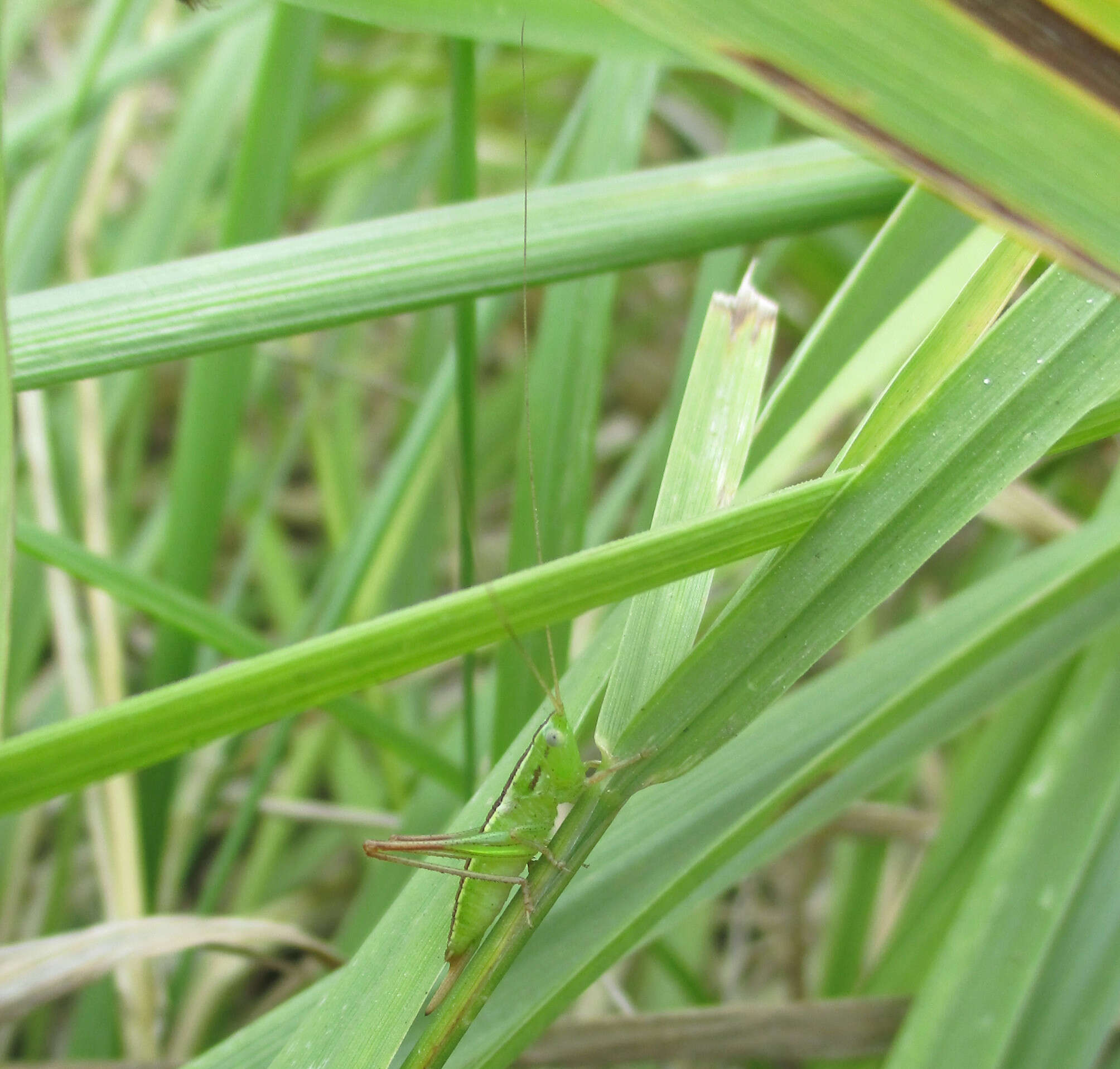 صورة Conocephalus (Anisoptera) bilineatus (Erichson 1842)