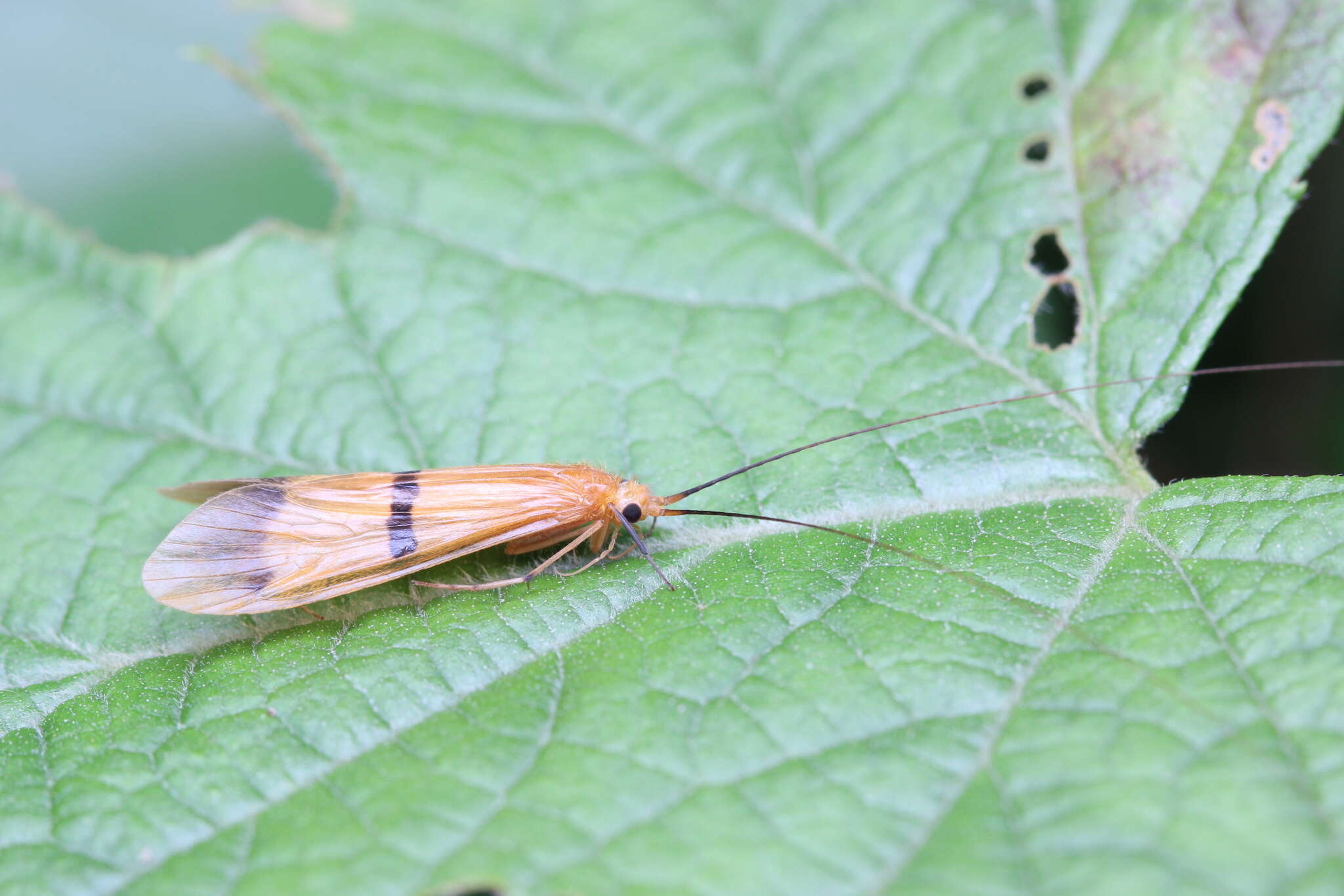 Plancia ëd Macrostemum fastosum (Walker 1852)