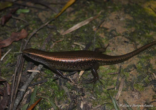 Imagem de Eutropis multifasciata (Kuhl 1820)