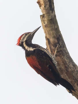 Image of Lesser Crimson-backed Flameback