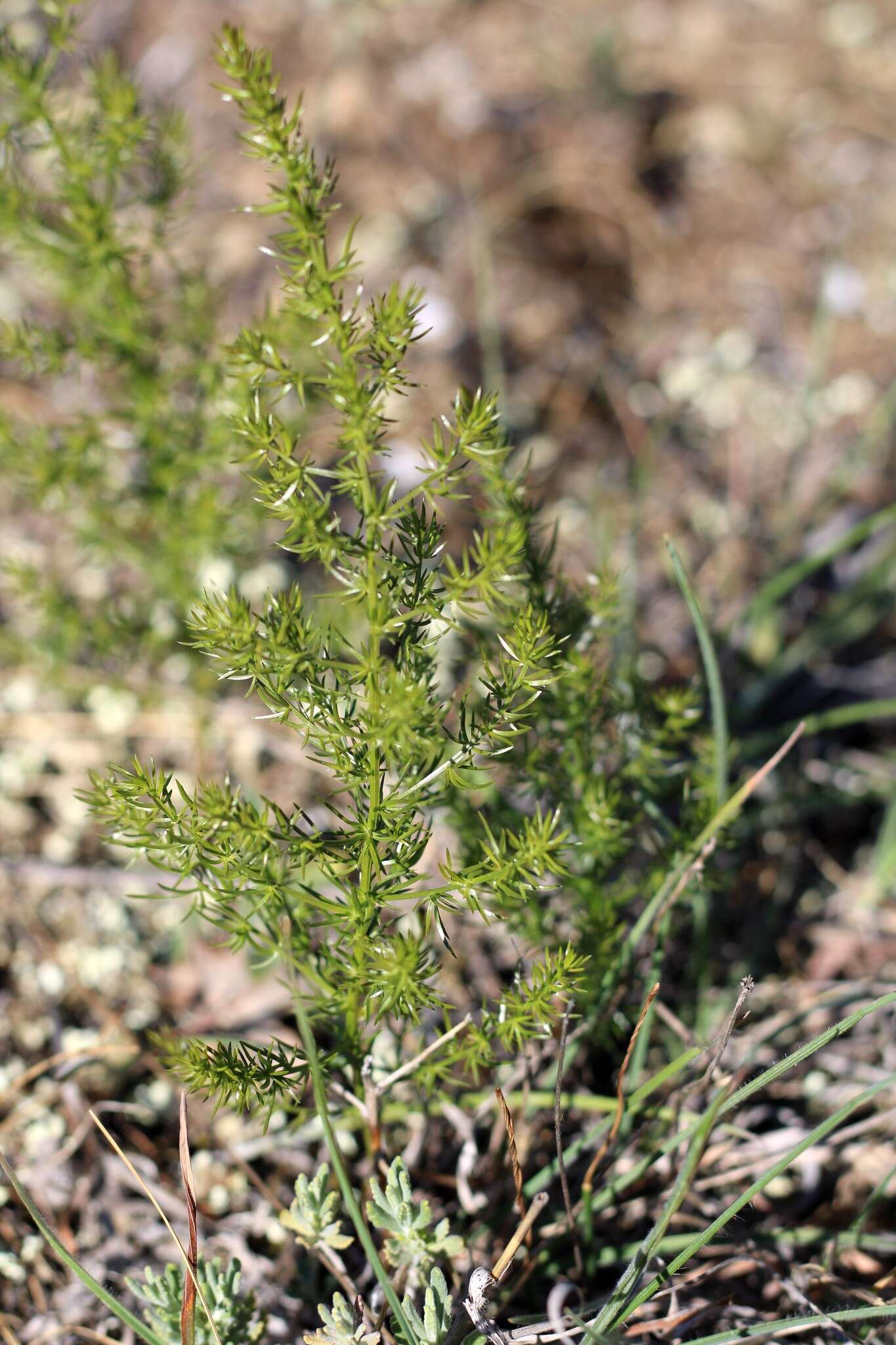 Image of Asparagus verticillatus L.