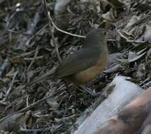 Image of Bower's Shrike-thrush