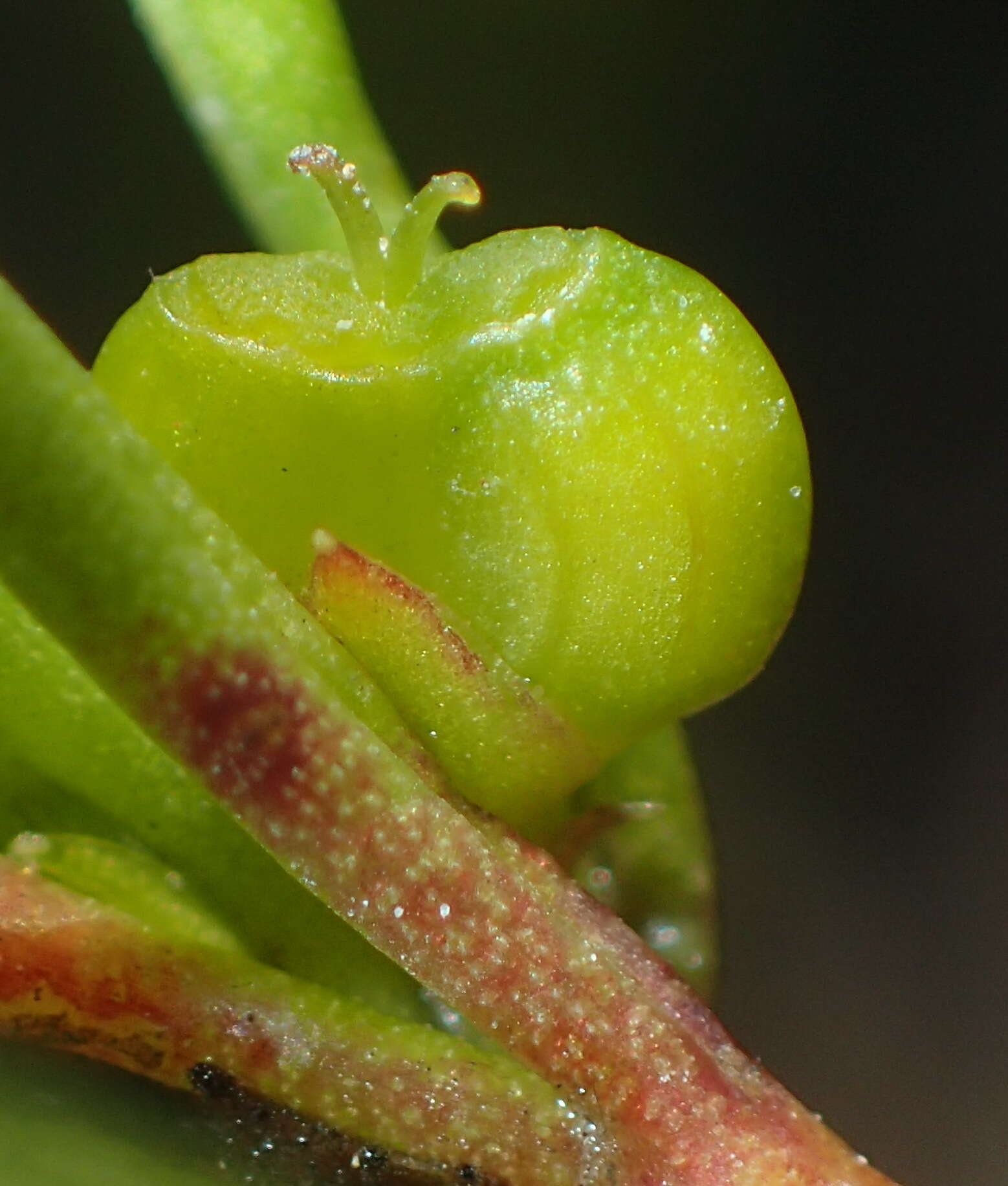 Image of Centella sessilis Adamson