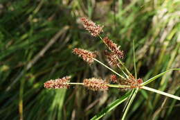 Слика од Cyperus lucidus R. Br.