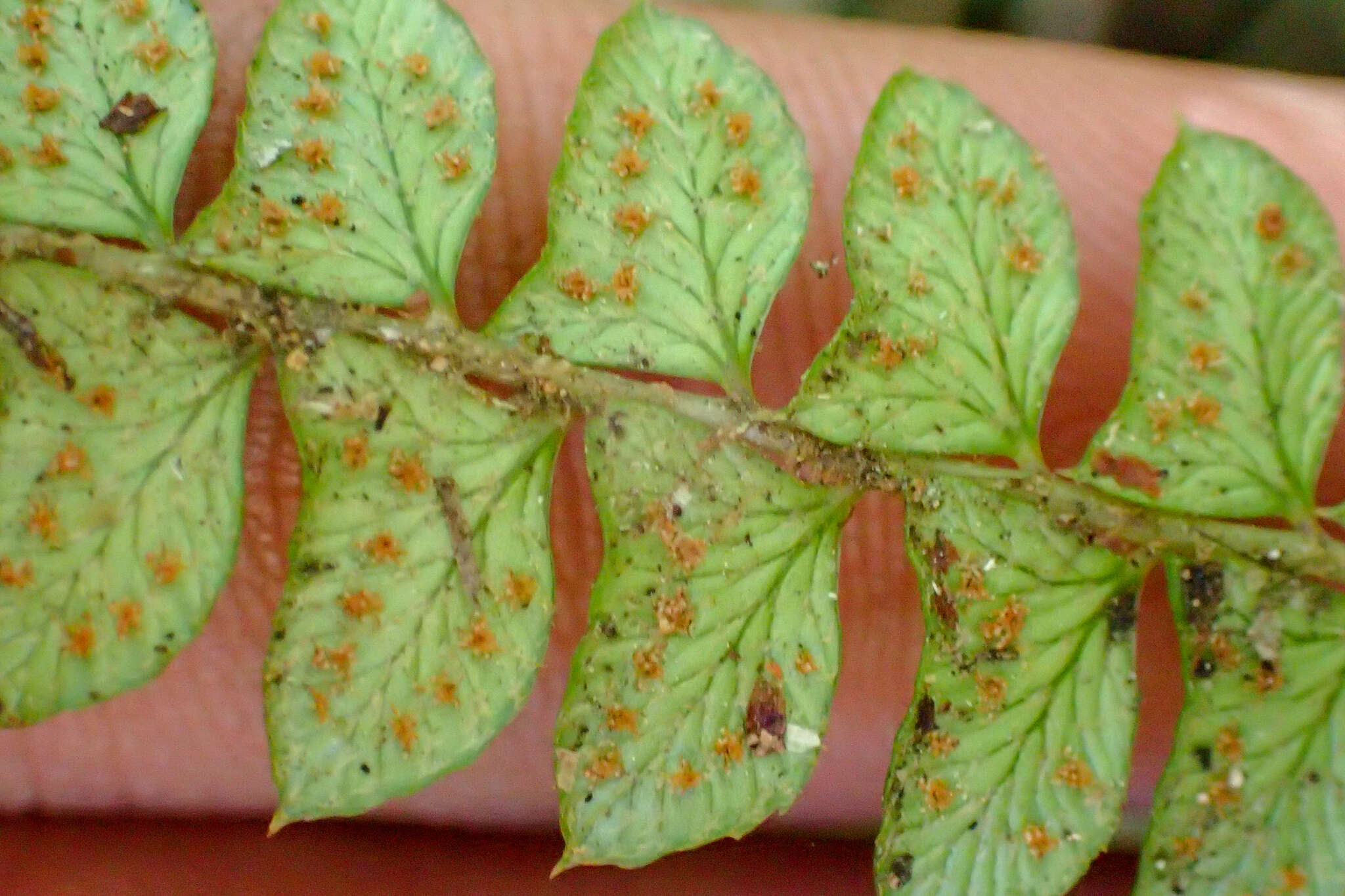 Image of Polystichum levingei C. Hope ex Christ