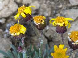 Image of hoary groundsel