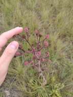 Image de Eryngium canaliculatum Cham. & Schltdl.