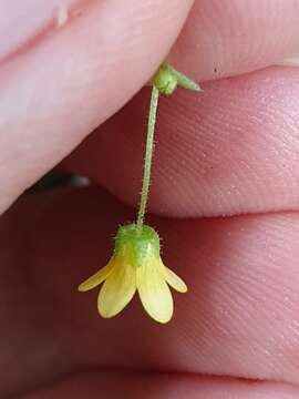 Image of Saxifraga cymbalaria subsp. cymbalaria