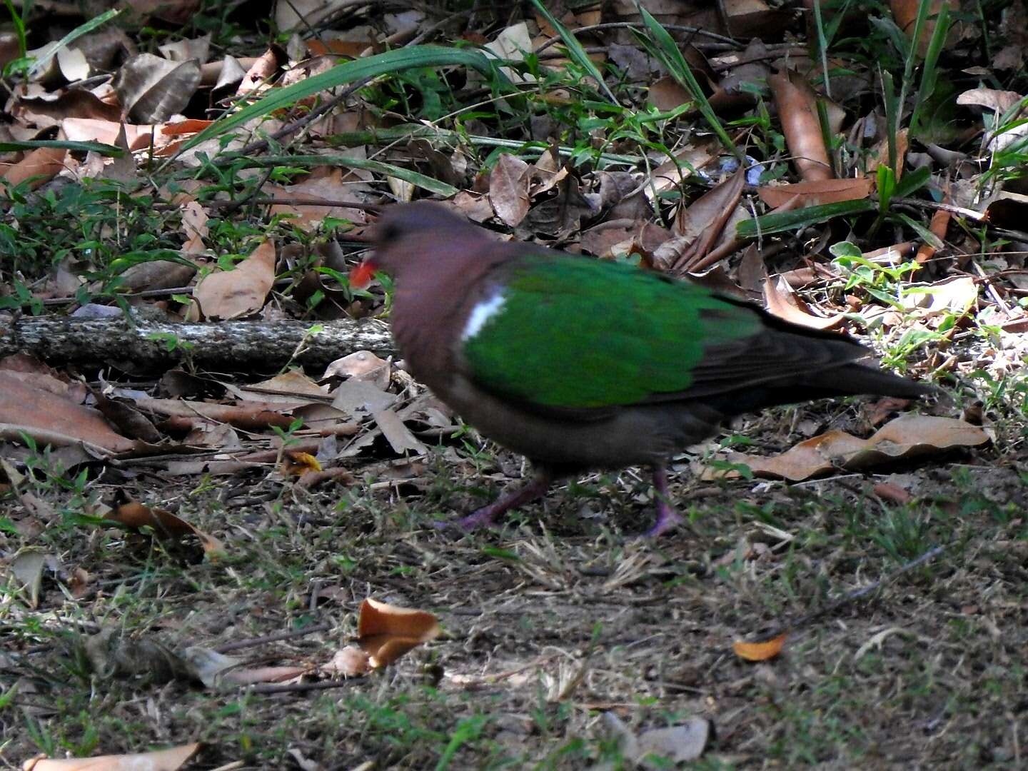 Sivun Chalcophaps longirostris Gould 1848 kuva