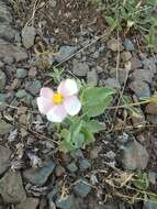 Image of Abutilon terminale (Cav.) A. St.-Hil.