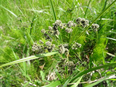 Imagem de Scirpus microcarpus J. Presl & C. Presl