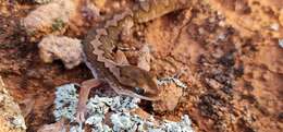 Image of Forked  Gecko