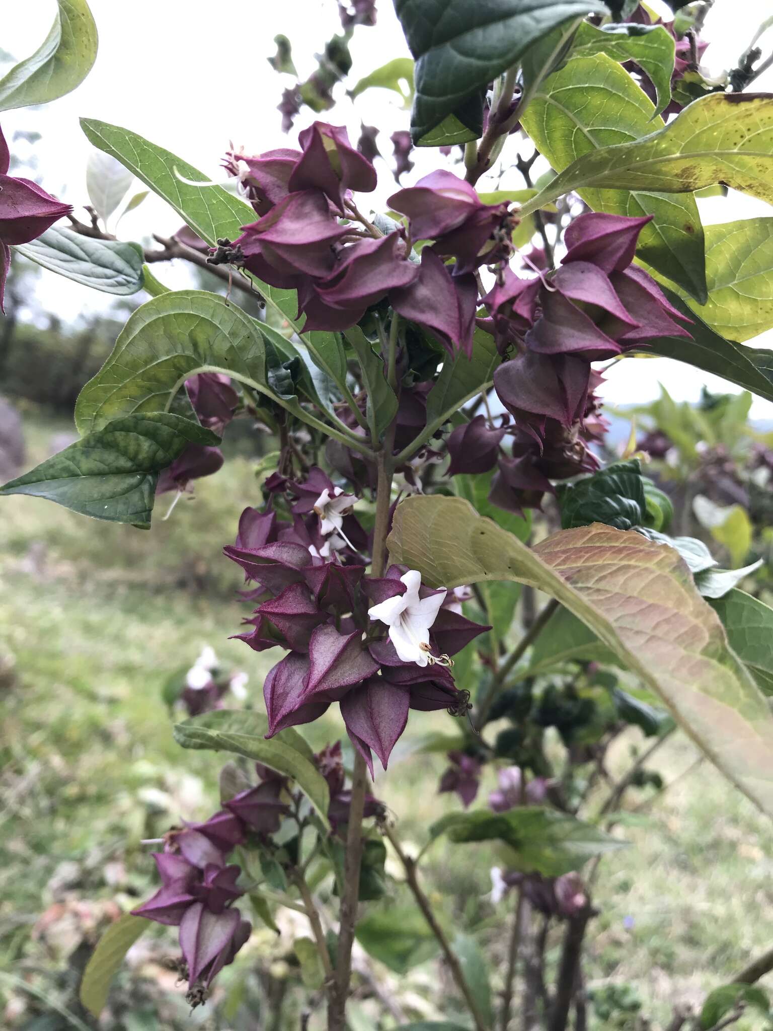 Image of Clerodendrum fortunatum L.