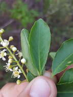 Imagem de Prunus serotina var. virens (Woot. & Standl.) Mc Vaugh